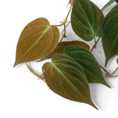 Nahaufnahme der Blätter von Philodendron micans.