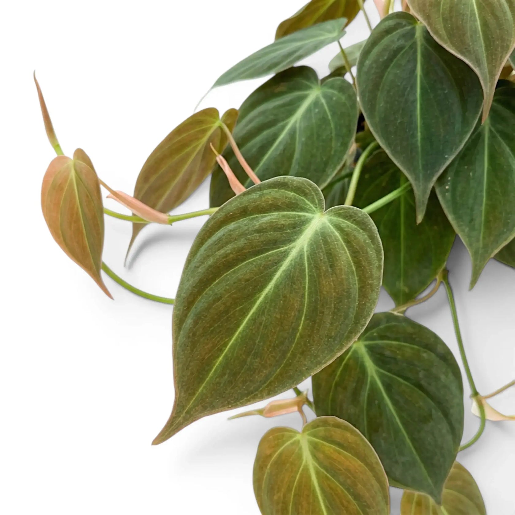 Nahaufnahme der Blätter von Philodendron micans.