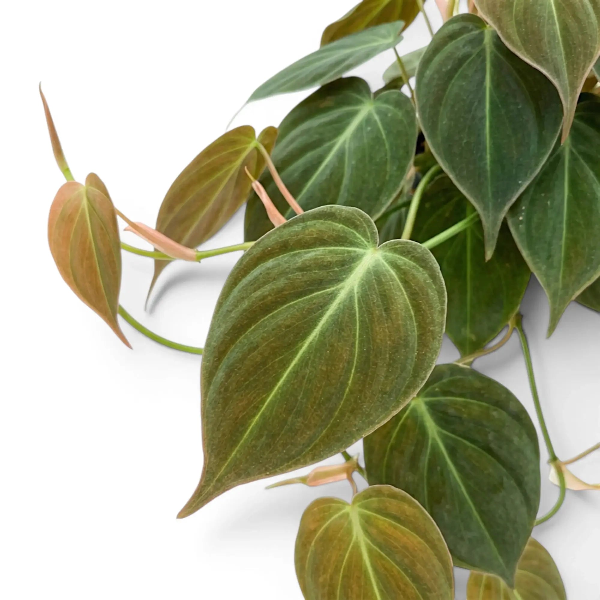 Nahaufnahme der Blätter von Philodendron micans.