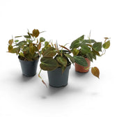 Philodendron micans im Kulturtopf.