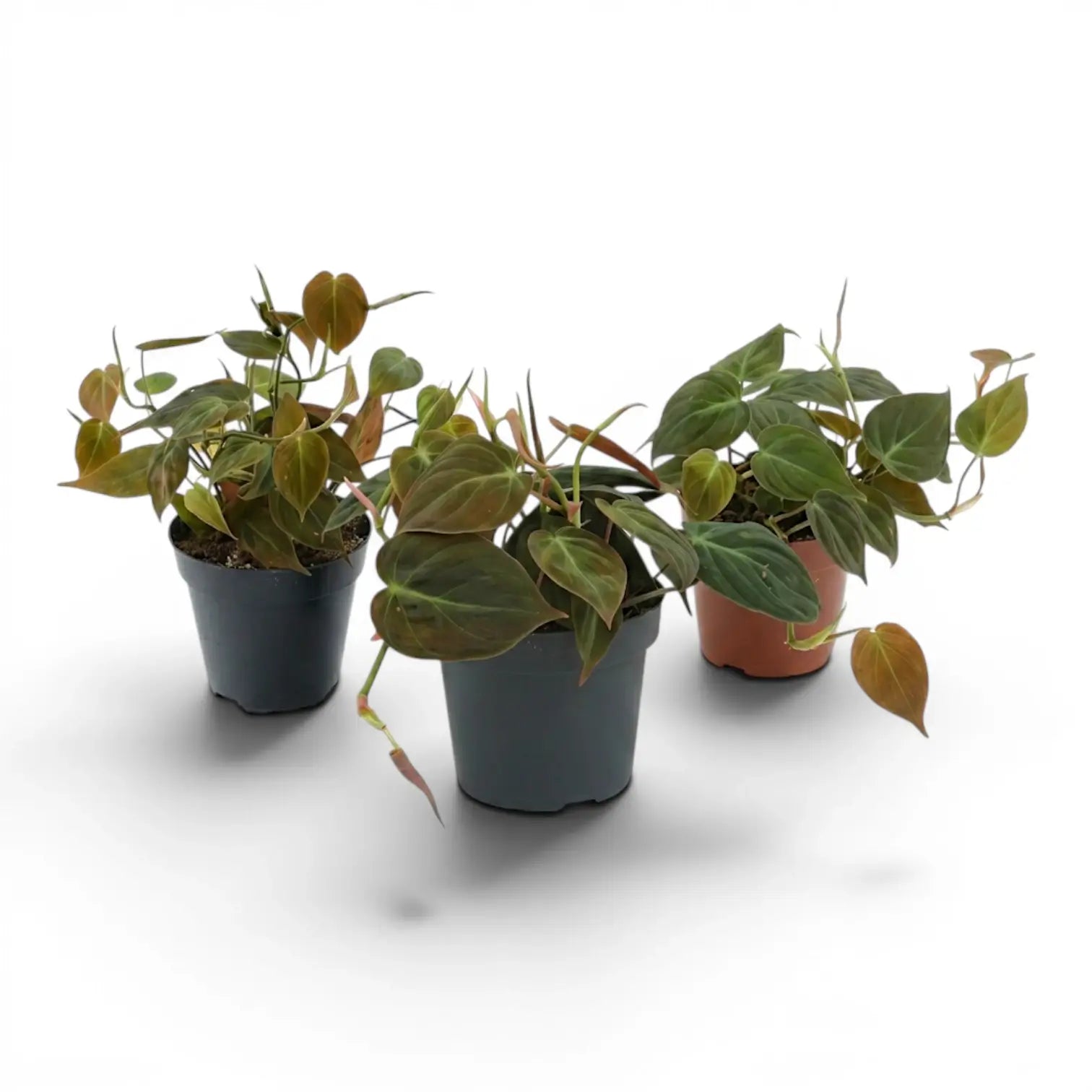 Philodendron micans im Kulturtopf.