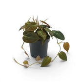 Philodendron micans im Kulturtopf.