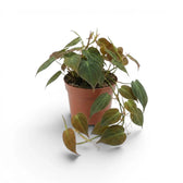 Philodendron micans im Kulturtopf.