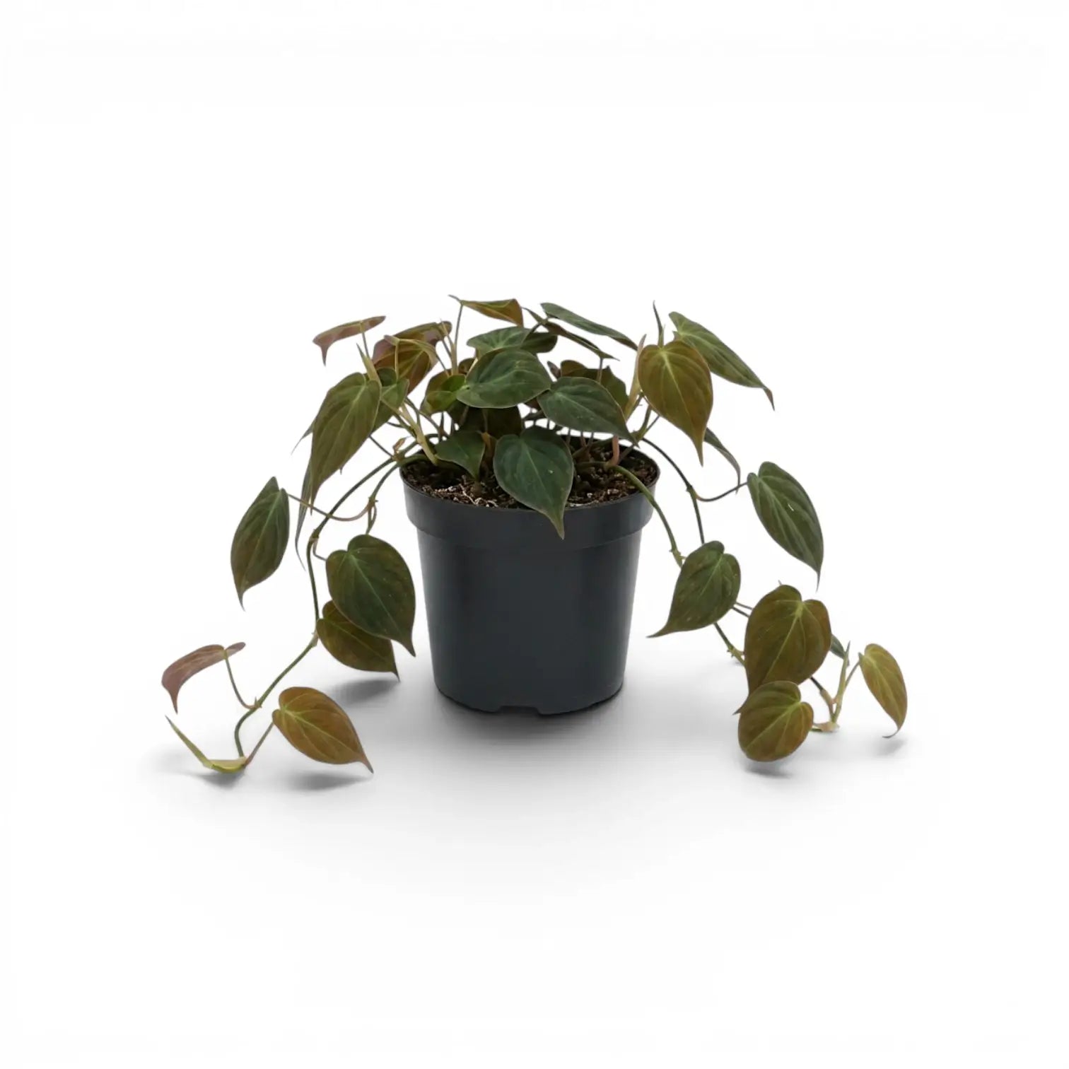 Philodendron micans im Kulturtopf.