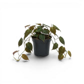 Philodendron micans im Kulturtopf.