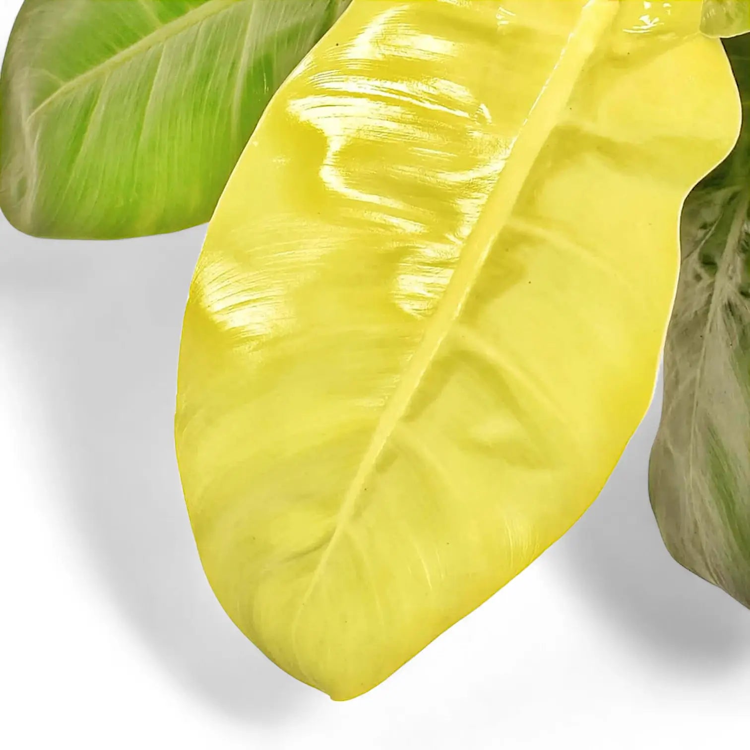 Nahaufnahme eines Blatts von Philodendron 'Moonlight' vor weißem Hintergrund.