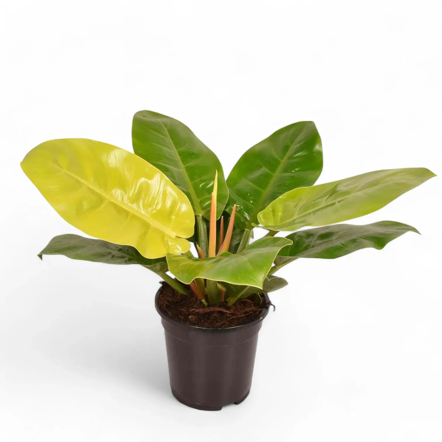 Philodendron 'Moonlight' potted plant in nursery pot on white background.