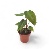 Philodendron nangaritense potted plant in nursery pot on white background.