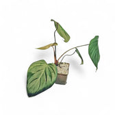 Philodendron nangaritense potted plant in nursery pot on white background.