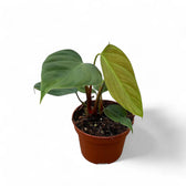 Philodendron nangaritense potted plant in nursery pot on white background.