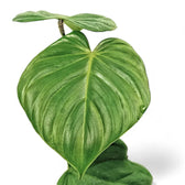 Philodendron nangaritense potted plant in nursery pot on white background.