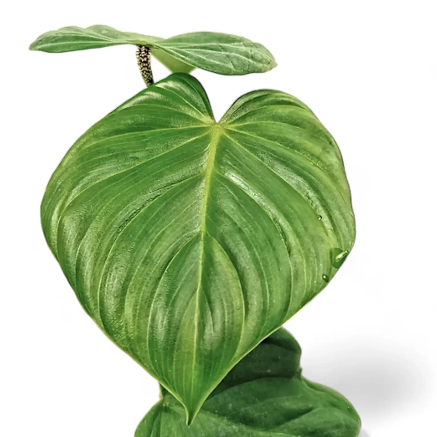 Philodendron nangaritense potted plant in nursery pot on white background.