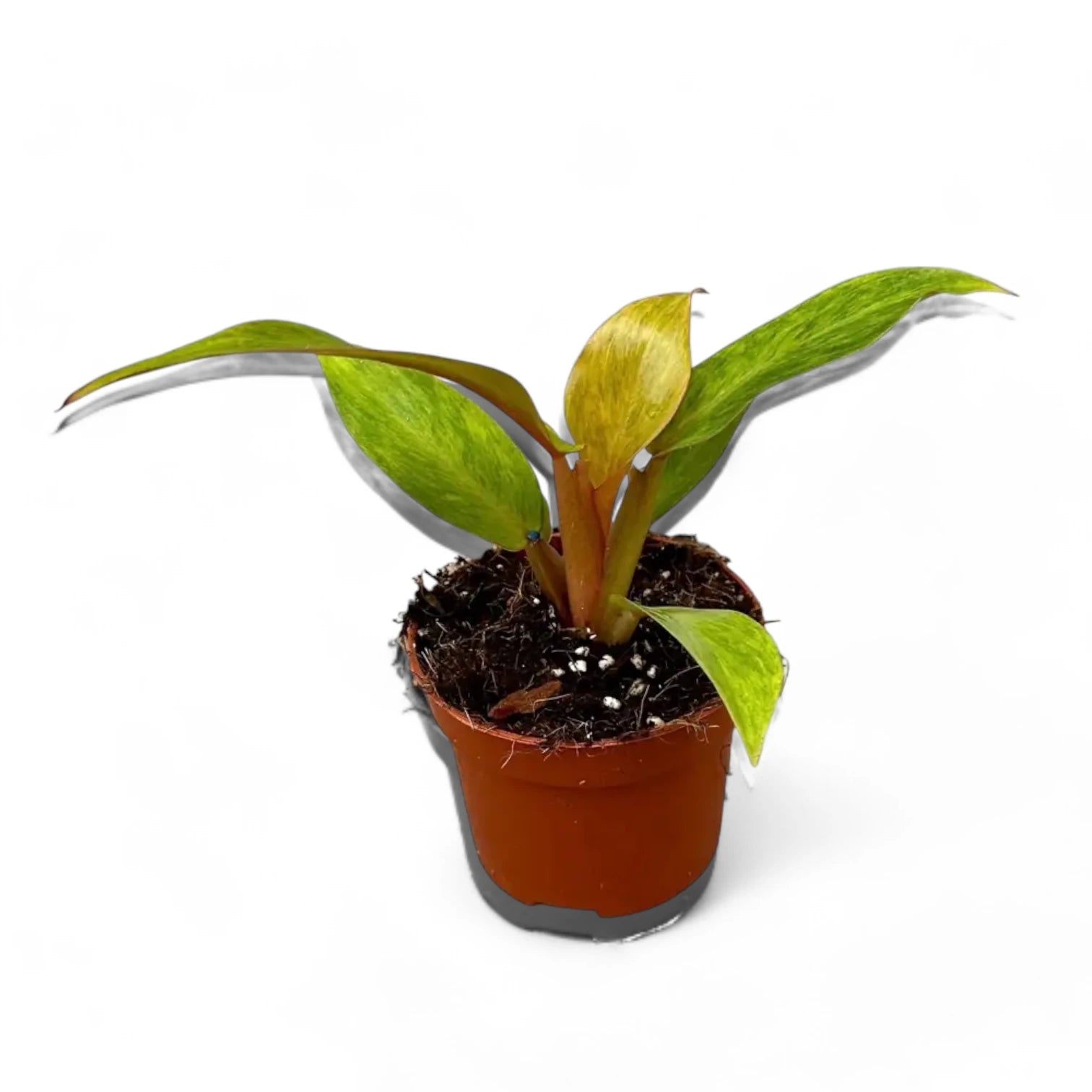 Philodendron 'Orange marmalade' ('Quadcolor') potted plant in nursery pot on white background.
