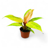 Philodendron 'Orange marmalade' ('Quadcolor') potted plant in nursery pot on white background.