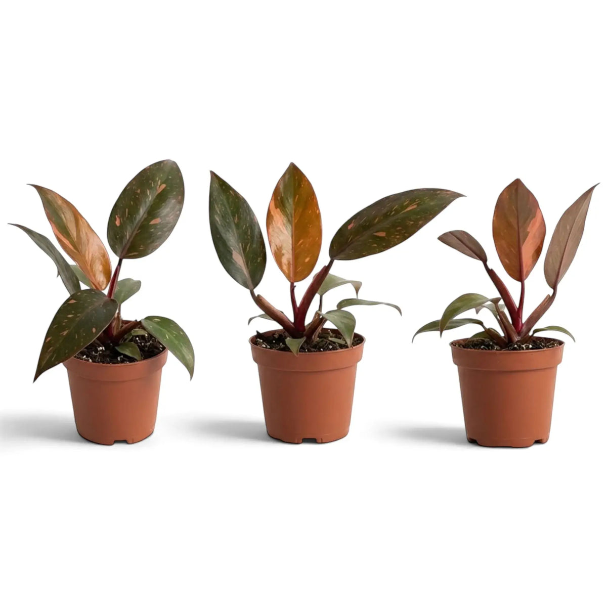 Young Philodendron ‘Orange Princess’ in a nursery pot, with orange, cream and green variegated leaves