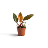 Small Philodendron ‘Orange Princess’ in a nursery pot, with orange, apricot and cream marbling and burgundy petioles