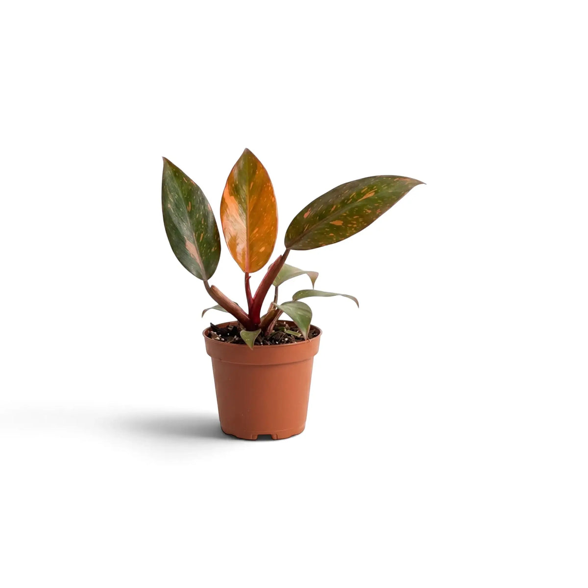Philodendron 'Orange Princess' | Foliage Factory