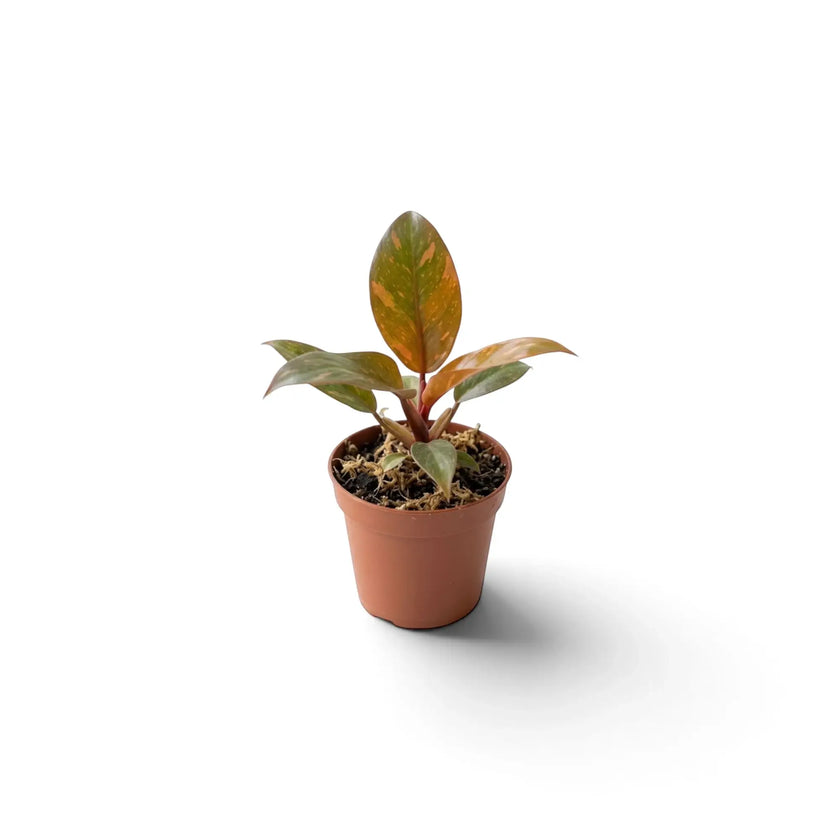 Young Philodendron ‘Orange Princess’ showing irregular orange-and-cream markings on green leaves
