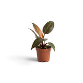 Baby Philodendron ‘Orange Princess’ with glossy green leaves marked in orange and cream and burgundy petioles