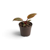 Young Philodendron ‘Orange Princess’ in a small pot, showing peach, yellow-green and green foliage