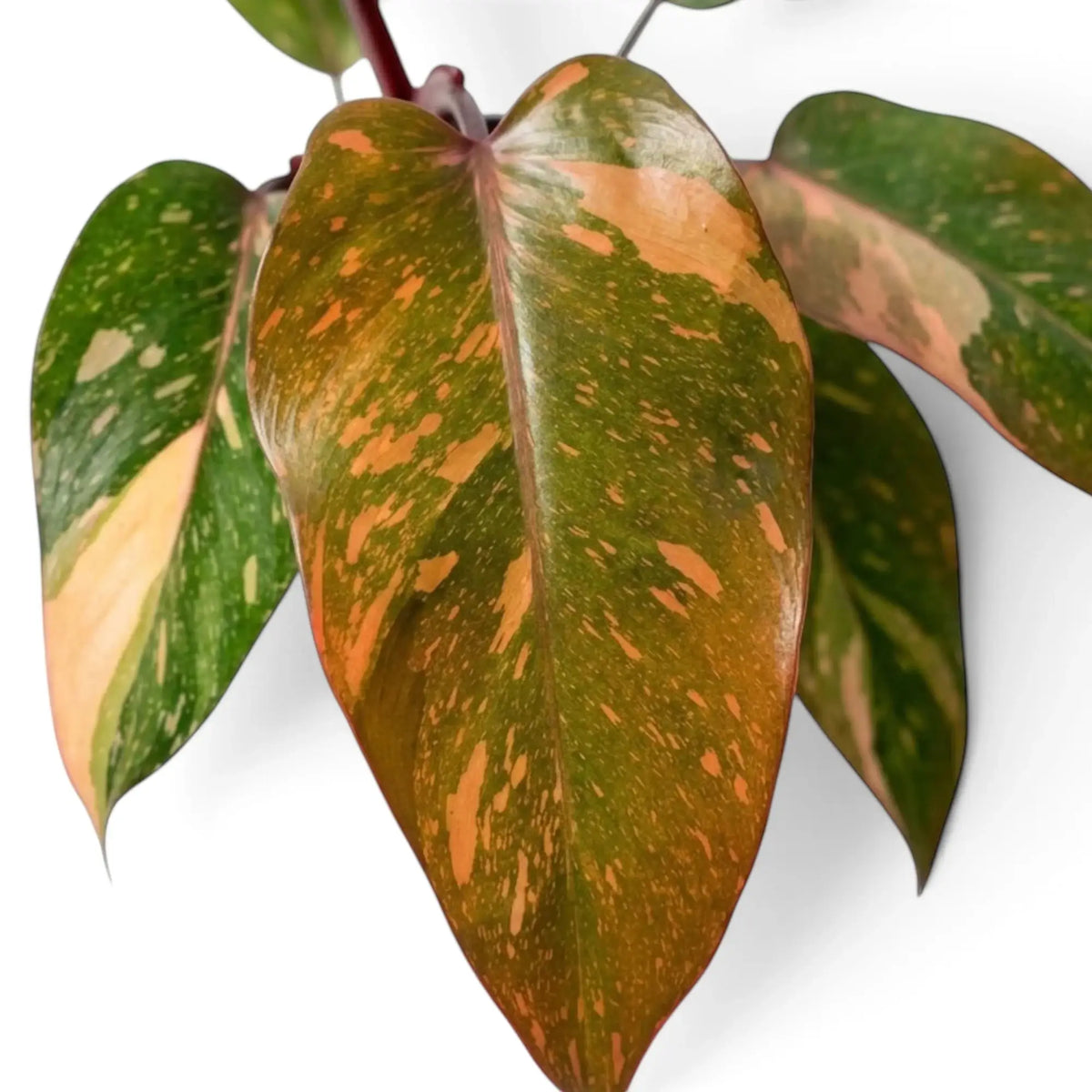 Close-up of Philodendron ‘Orange Princess’ foliage with orange, apricot, cream and green variegation