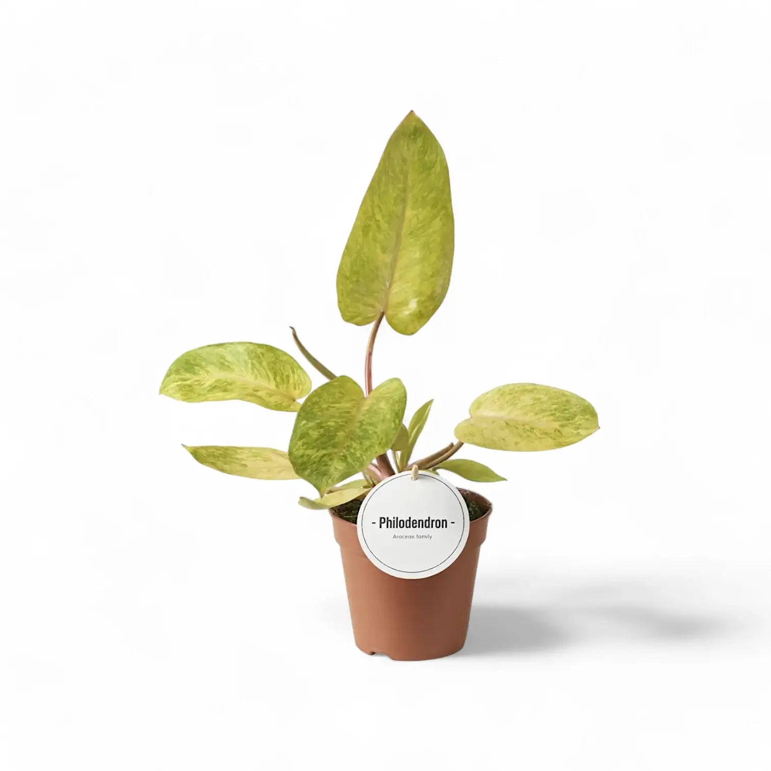 Philodendron 'Painted lady' – Zimmerpflanze im Kulturtopf auf weißem Hintergrund, Produktfoto 3.