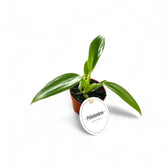 Philodendron panduriforme potted plant in nursery pot on white background.