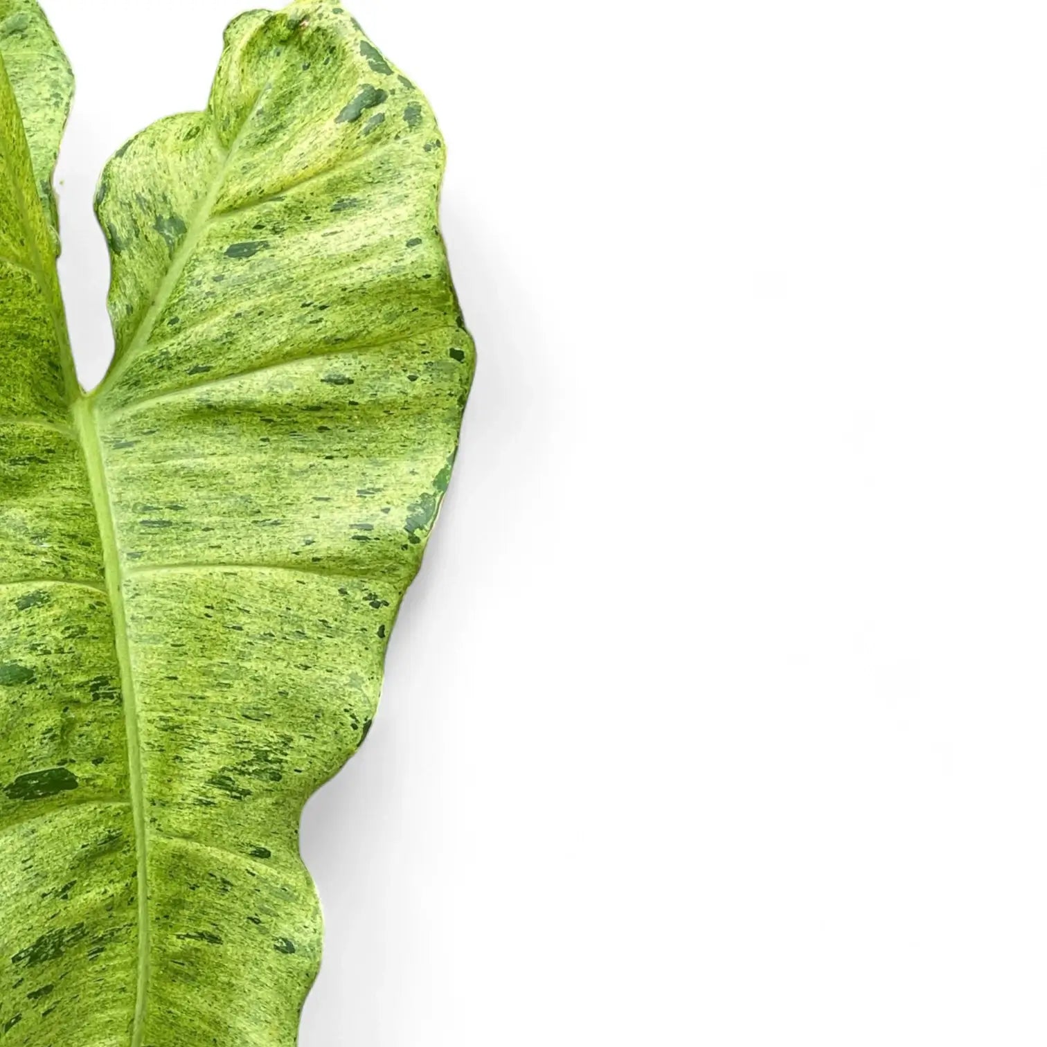 Philodendron 'Paraiso verde' close-up of leaf on white background.