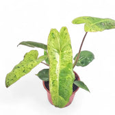 Philodendron 'Paraiso verde' potted plant in nursery pot on white background.