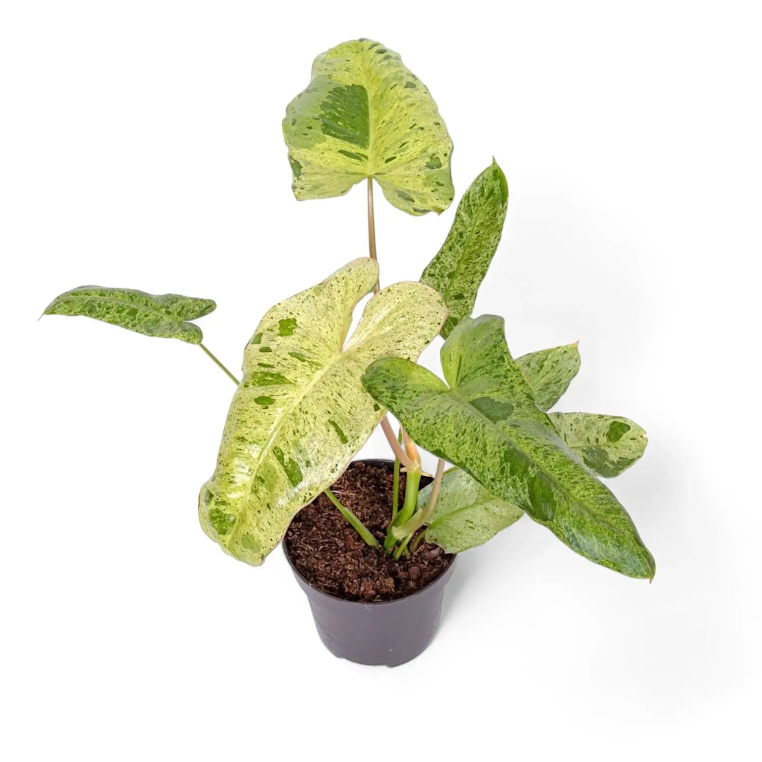 Philodendron 'Paraiso verde' potted plant in nursery pot on white background.