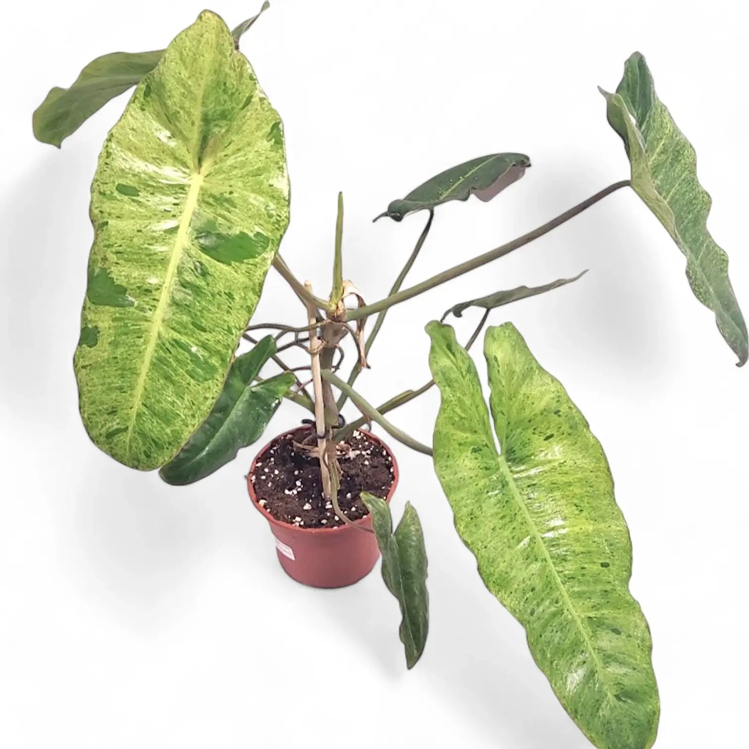 Philodendron 'Paraiso verde' potted plant in nursery pot on white background.