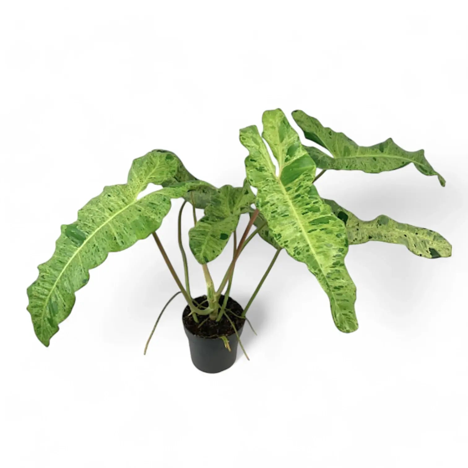 Philodendron 'Paraiso verde' potted plant in nursery pot on white background.