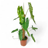 Philodendron 'Paraiso verde' potted plant in nursery pot on white background.