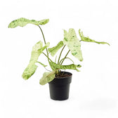 Philodendron 'Paraiso verde' potted plant in nursery pot on white background.