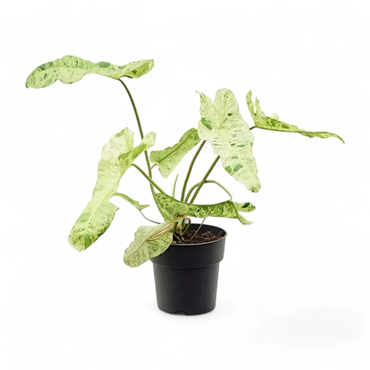 Philodendron 'Paraiso verde' potted plant in nursery pot on white background.