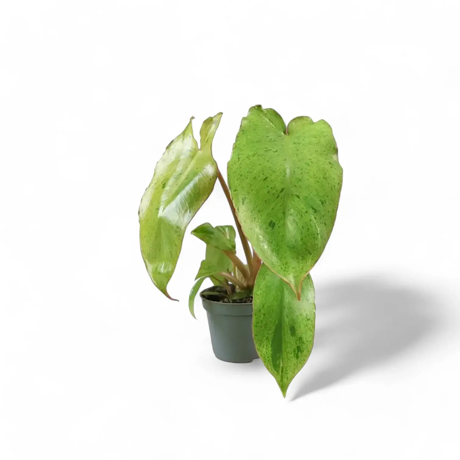 Philodendron 'Paraiso verde' potted plant in nursery pot on white background.