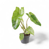 Philodendron 'Paraiso verde' potted plant in nursery pot on white background.