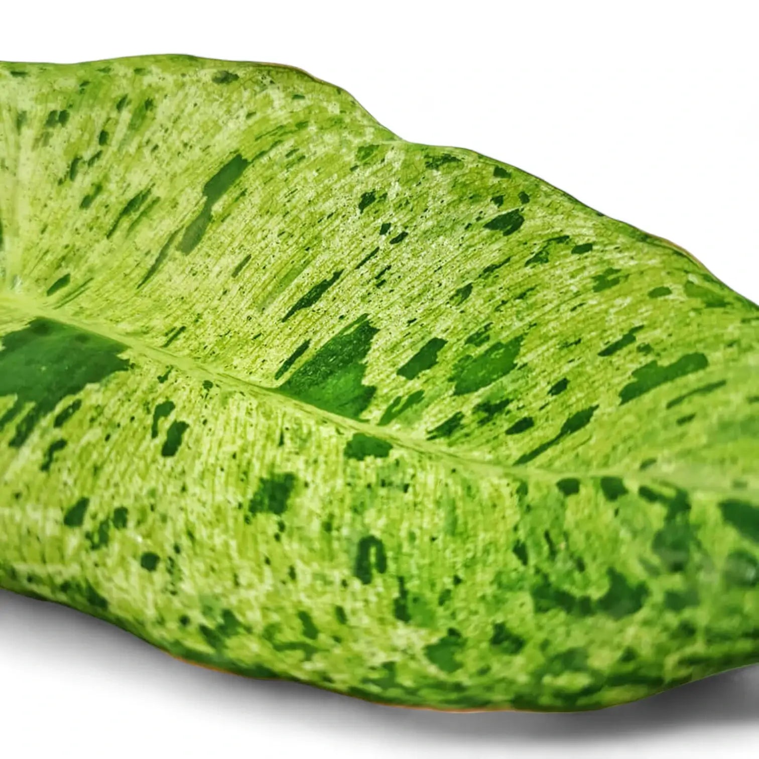 Philodendron 'Paraiso verde' potted plant in nursery pot on white background.