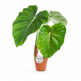 Philodendron pastazanum potted plant in nursery pot on white background.