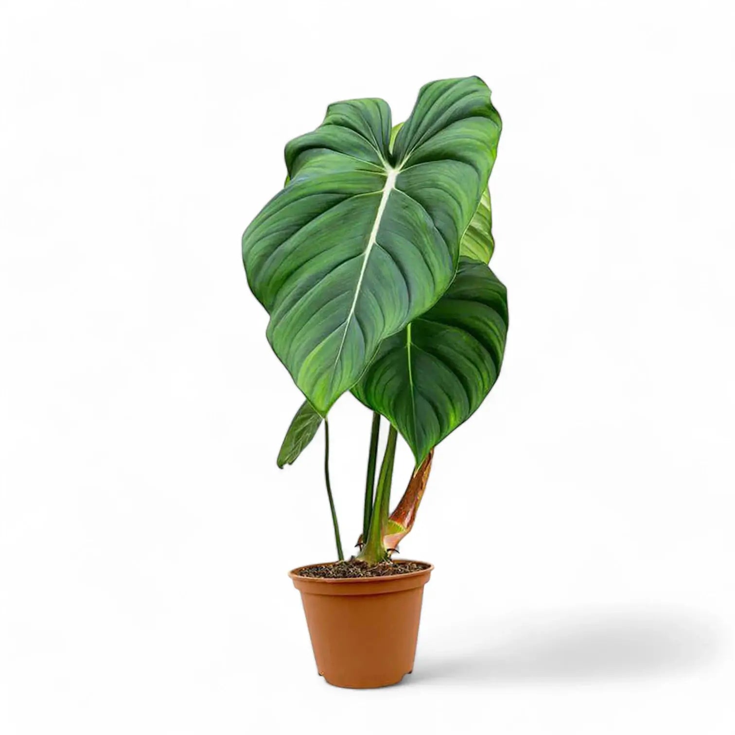 Philodendron pastazanum potted plant in nursery pot on white background.
