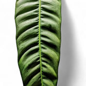 Philodendron patriciae leaf close-up on white background.