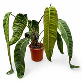 Philodendron patriciae potted plant in nursery pot on white background.