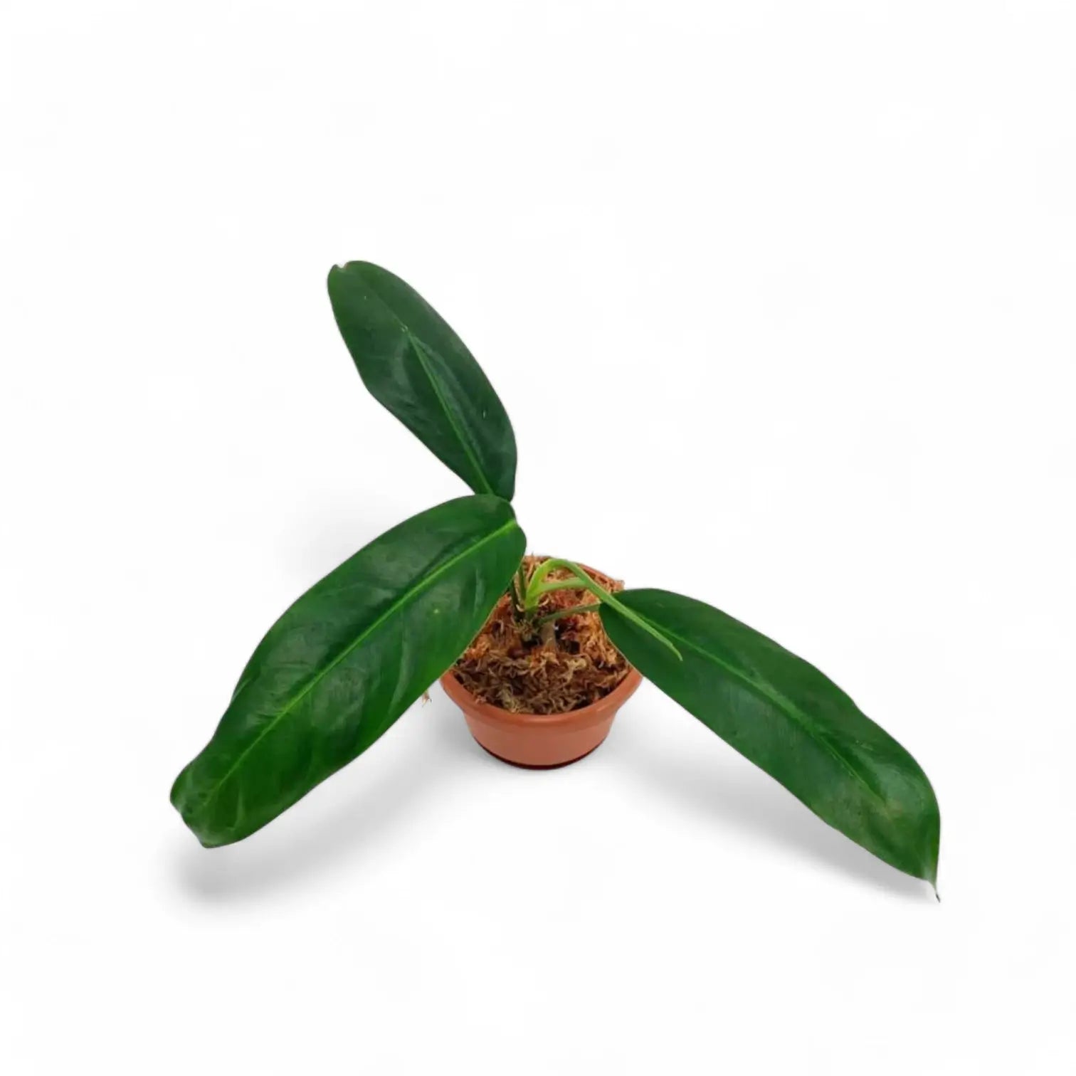 Philodendron patriciae potted plant in nursery pot on white background.