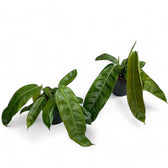 Philodendron patriciae potted plant in nursery pot on white background.