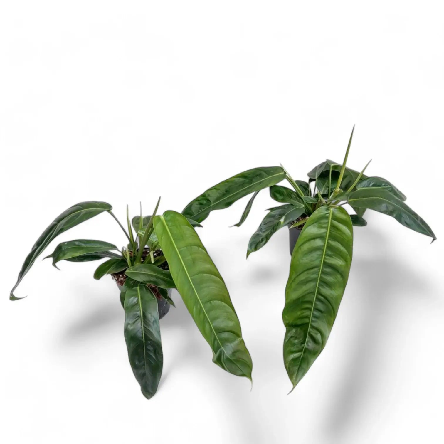 Philodendron patriciae potted plant in nursery pot on white background.