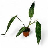 Philodendron patriciae potted plant in nursery pot on white background.
