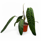 Philodendron patriciae potted plant in nursery pot on white background.
