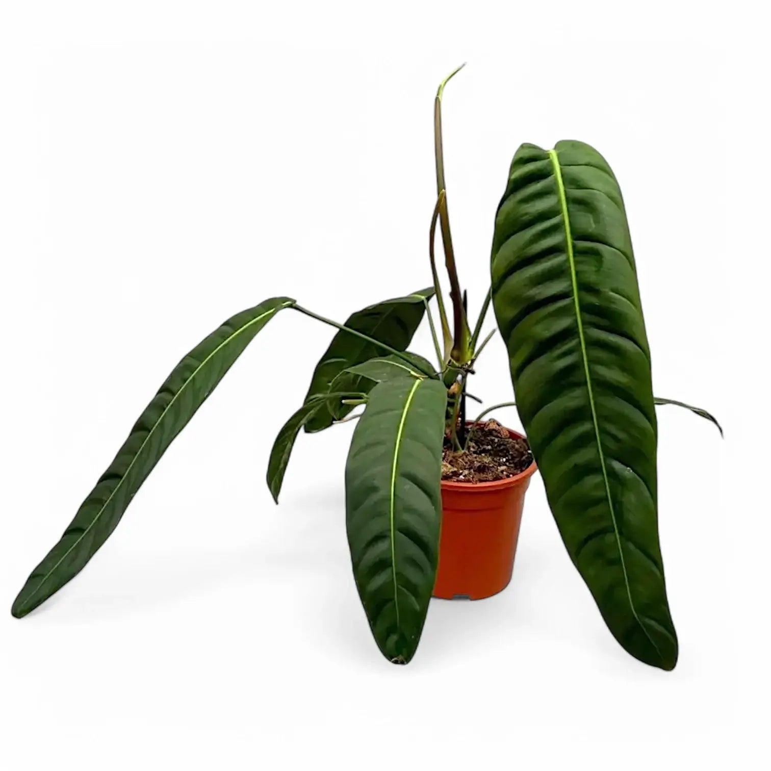 Philodendron patriciae potted plant in nursery pot on white background.