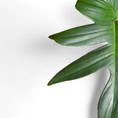 Philodendron pedatum leaf detail on white background.