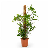 Philodendron pedatum potted plant in nursery pot on white background.
